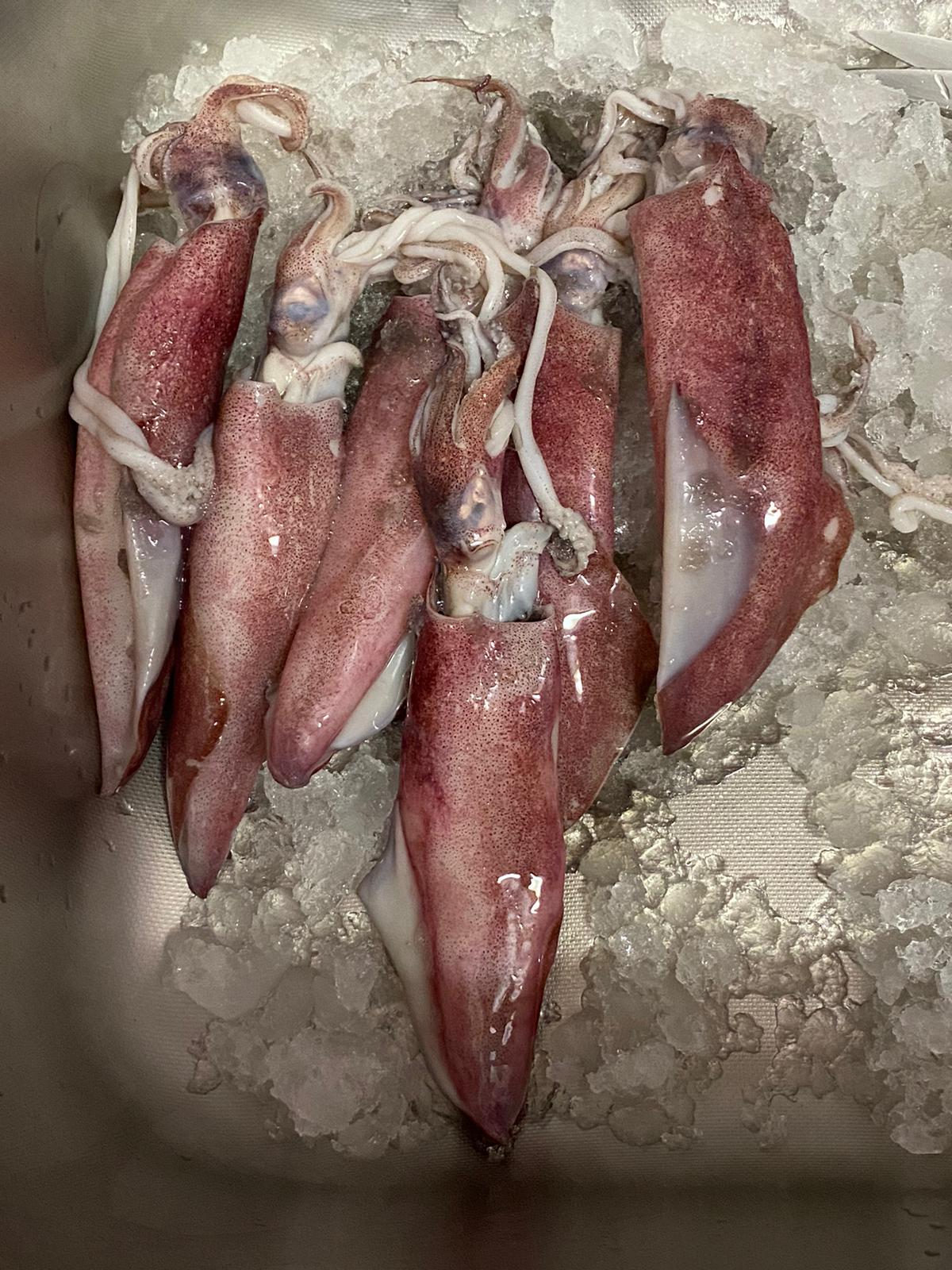 1kg Sotong _1