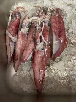 1kg Sotong 