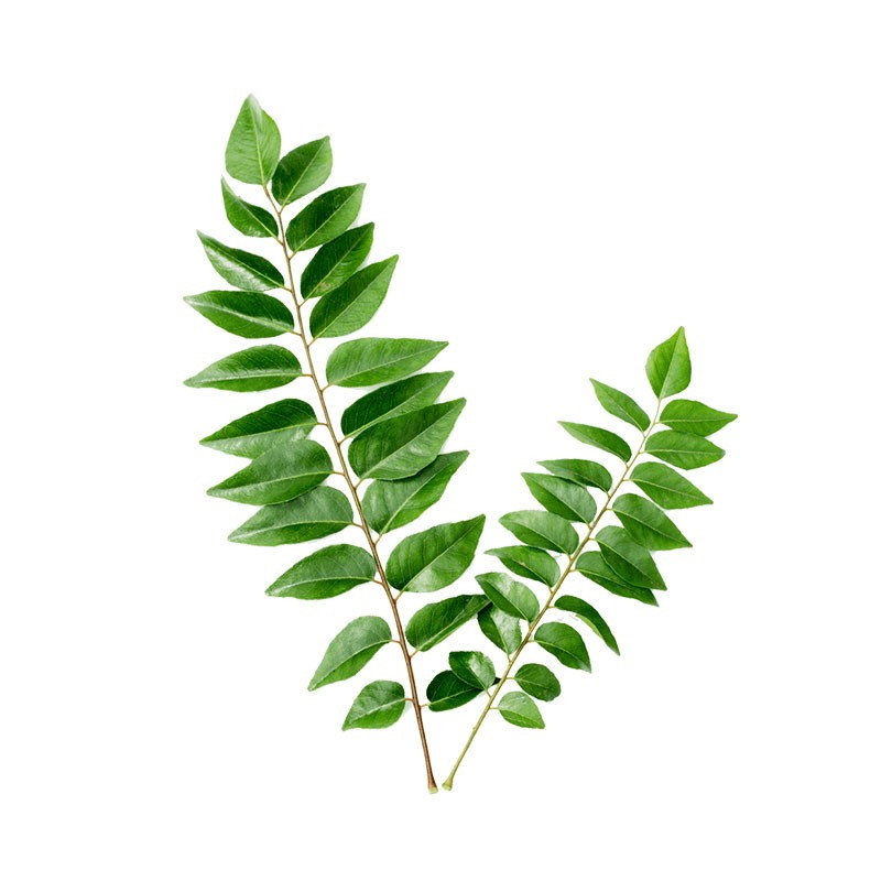 Curry leaf（咖喱叶）