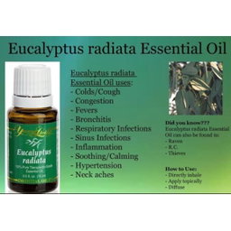 Eucalyptus Radiata 15ml