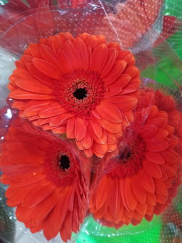 Gerbera daisy arrangements 