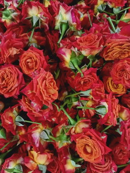 Loose Rose