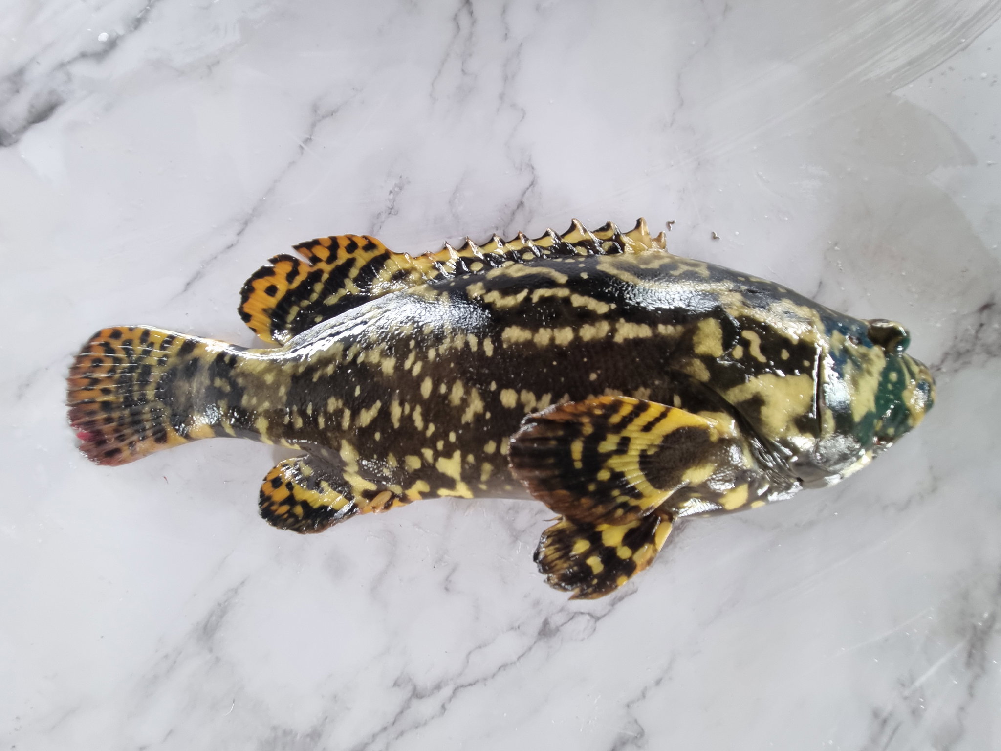 Hybrid Grouper _0