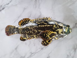 Hybrid Grouper 