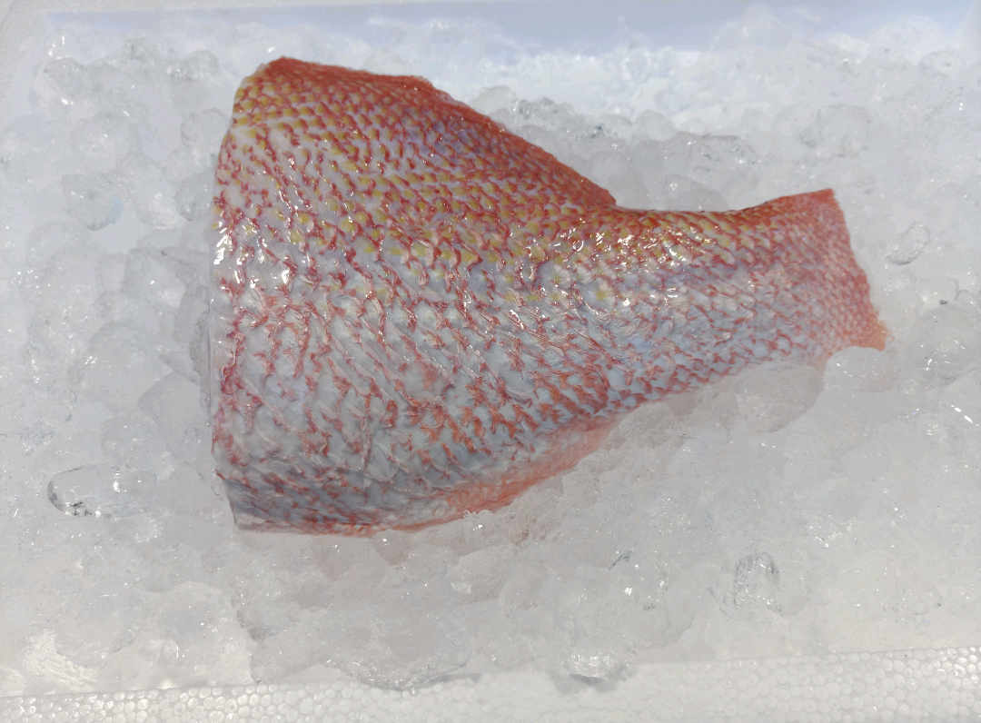 Red Snapper Tail (~500G) 红鸡_0
