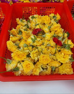 Loose Rose