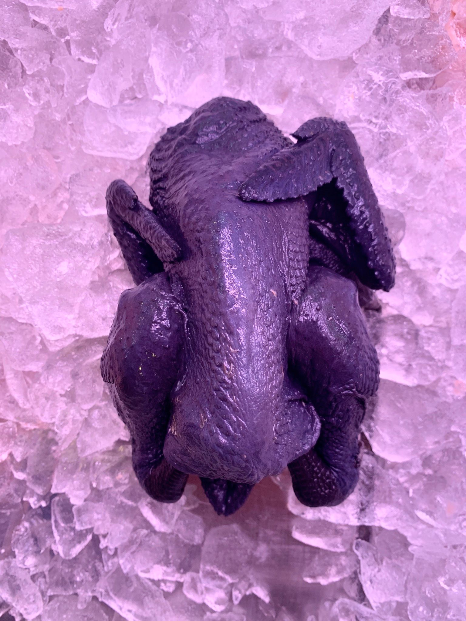 Organic Black Chicken 黑鸡_1