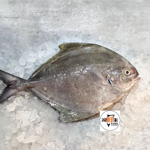 Whole Black Pomfret (400-500G) 黑鲳