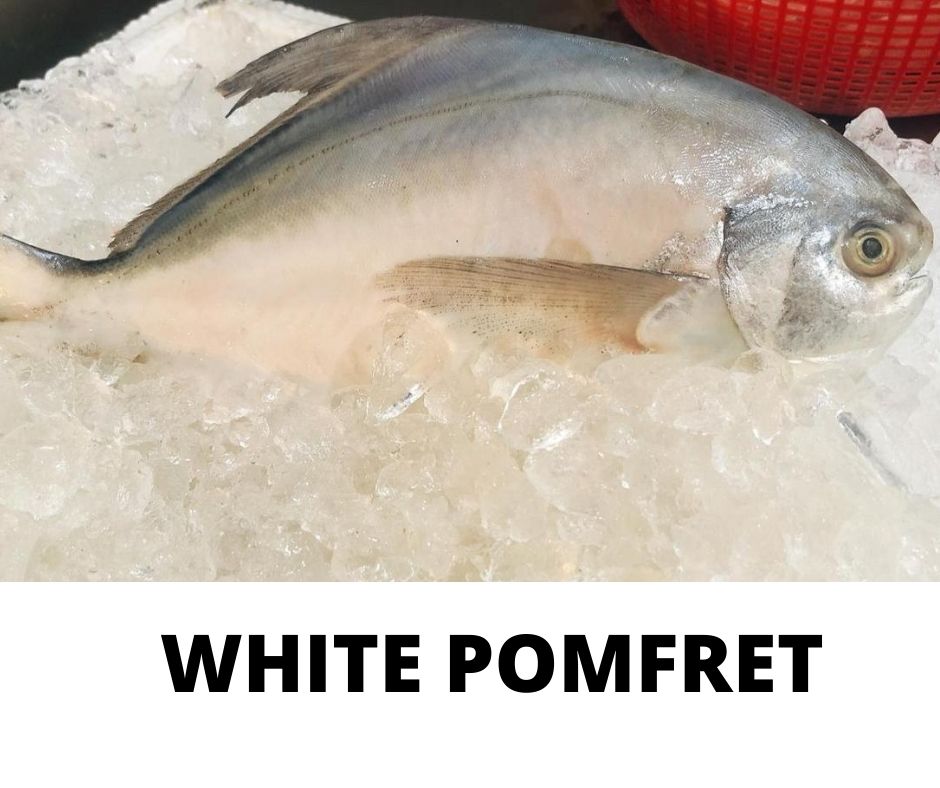 WHITE POMFRET_0
