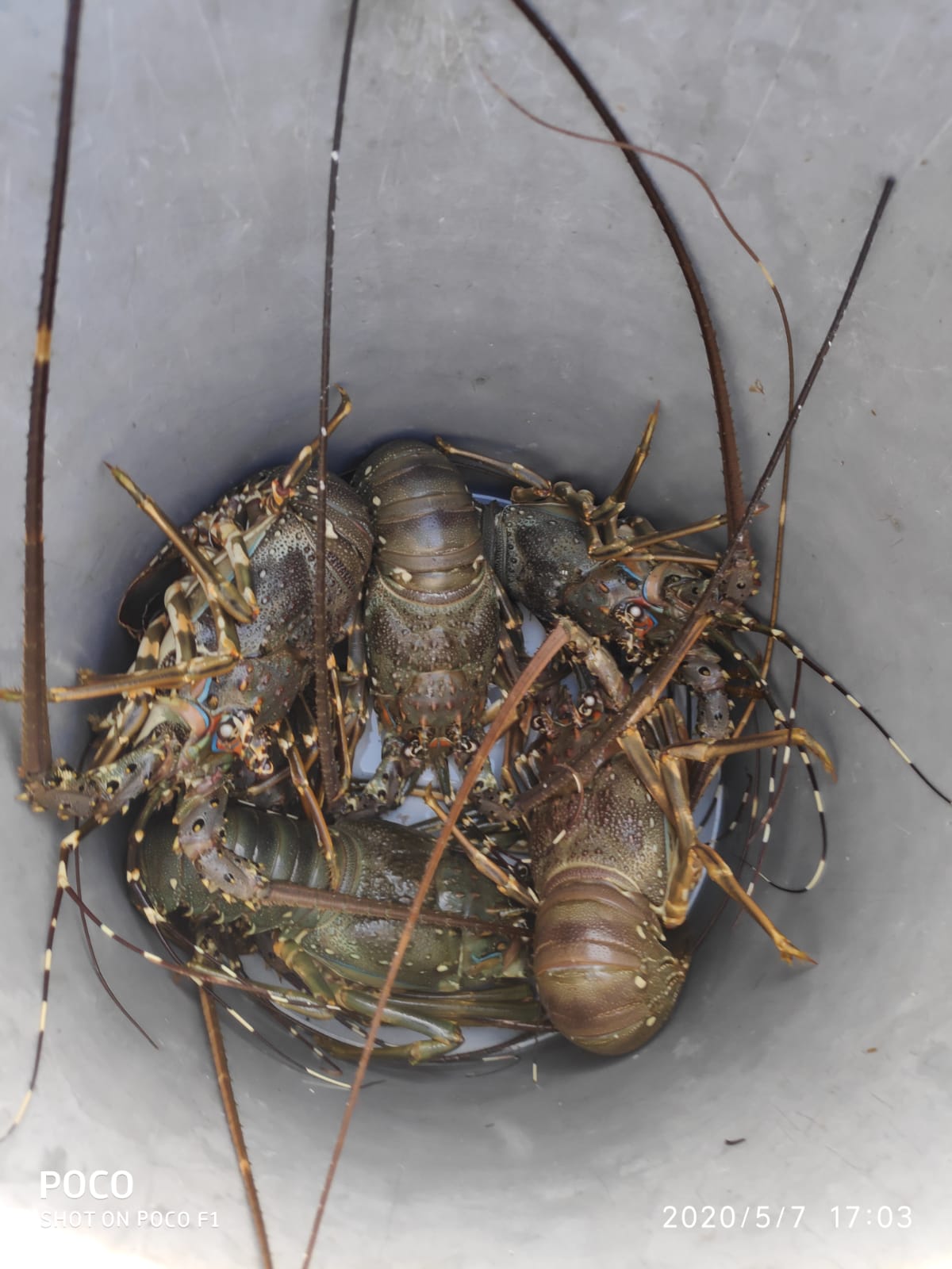 Bamboo Lobster (1 kg)_0