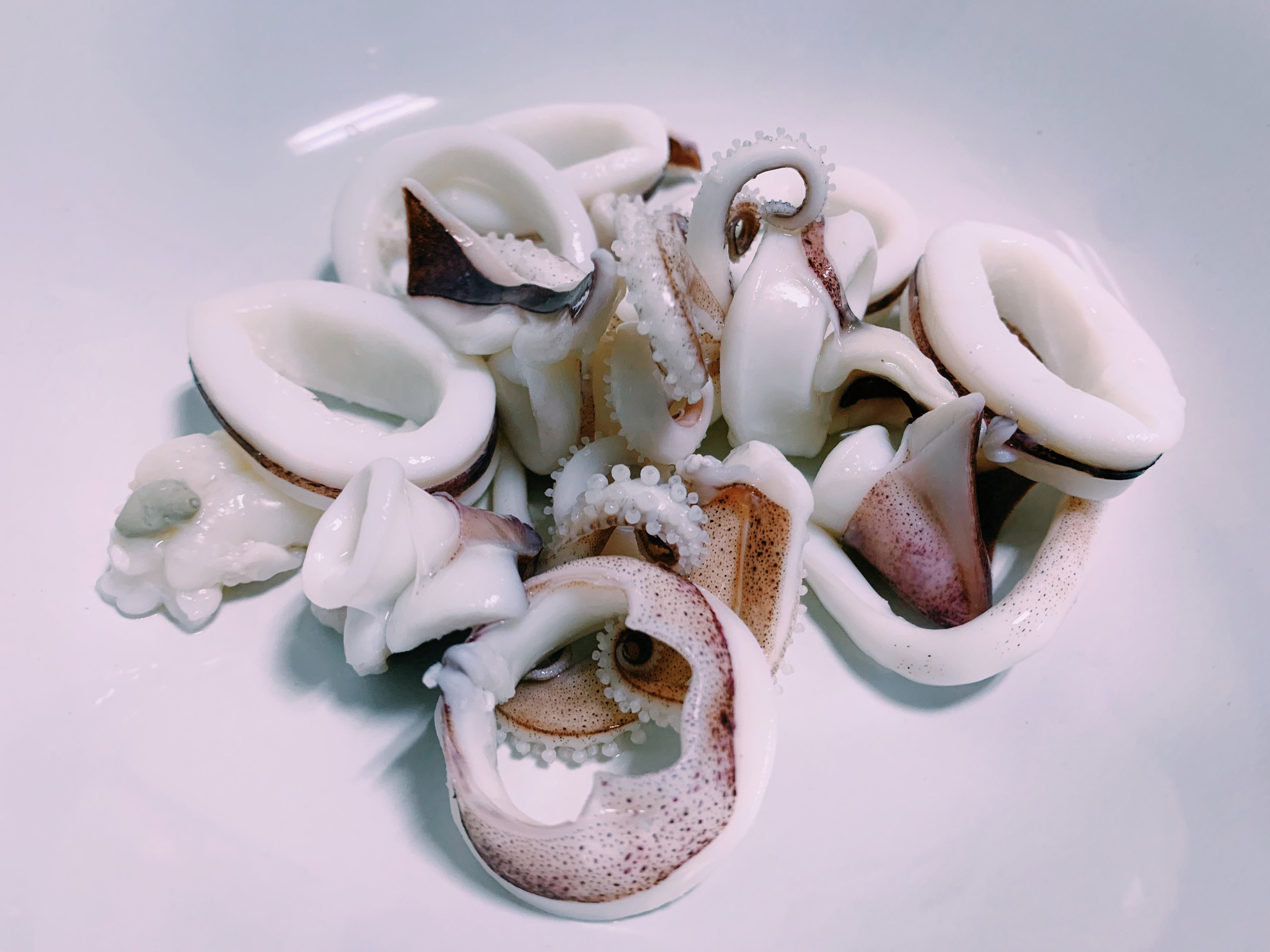 Squid 🦑 