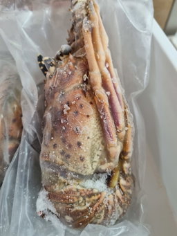 USA IQF Rock Lobster (raw)