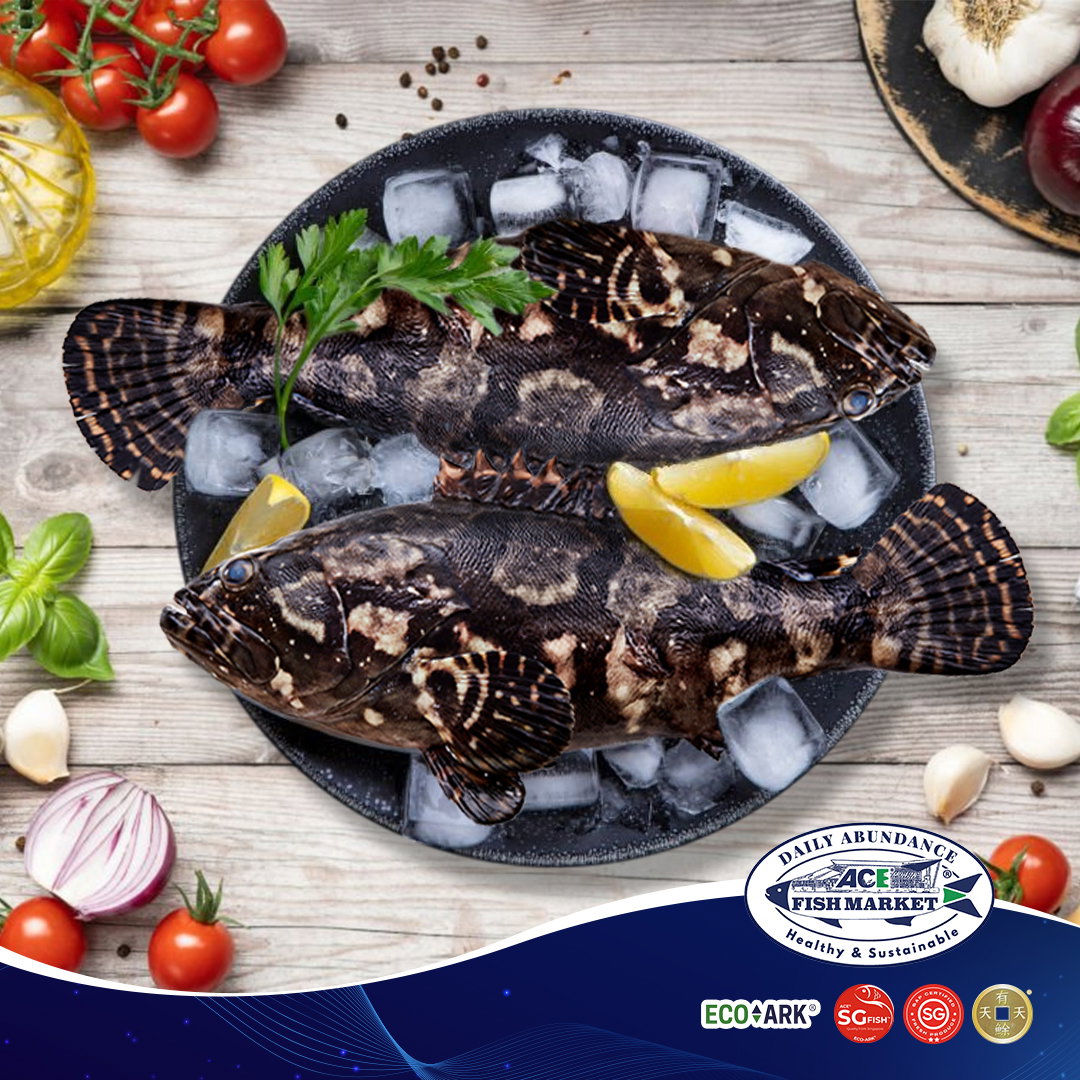 Fresh Frozen Pearl Grouper Whole Cleaned (300g-2.6kg) - ACE®️ SG-Fish™️ 100% SINGAPORE PRODUCED_0