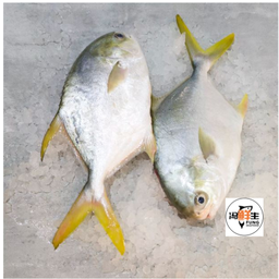 Whole Golden Pomfret (400-500g 金鲳