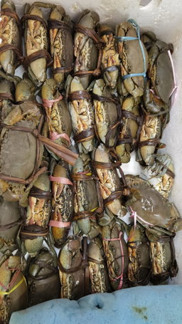 Set of 4 - 1 Male Crab + 3 Super Roe Female