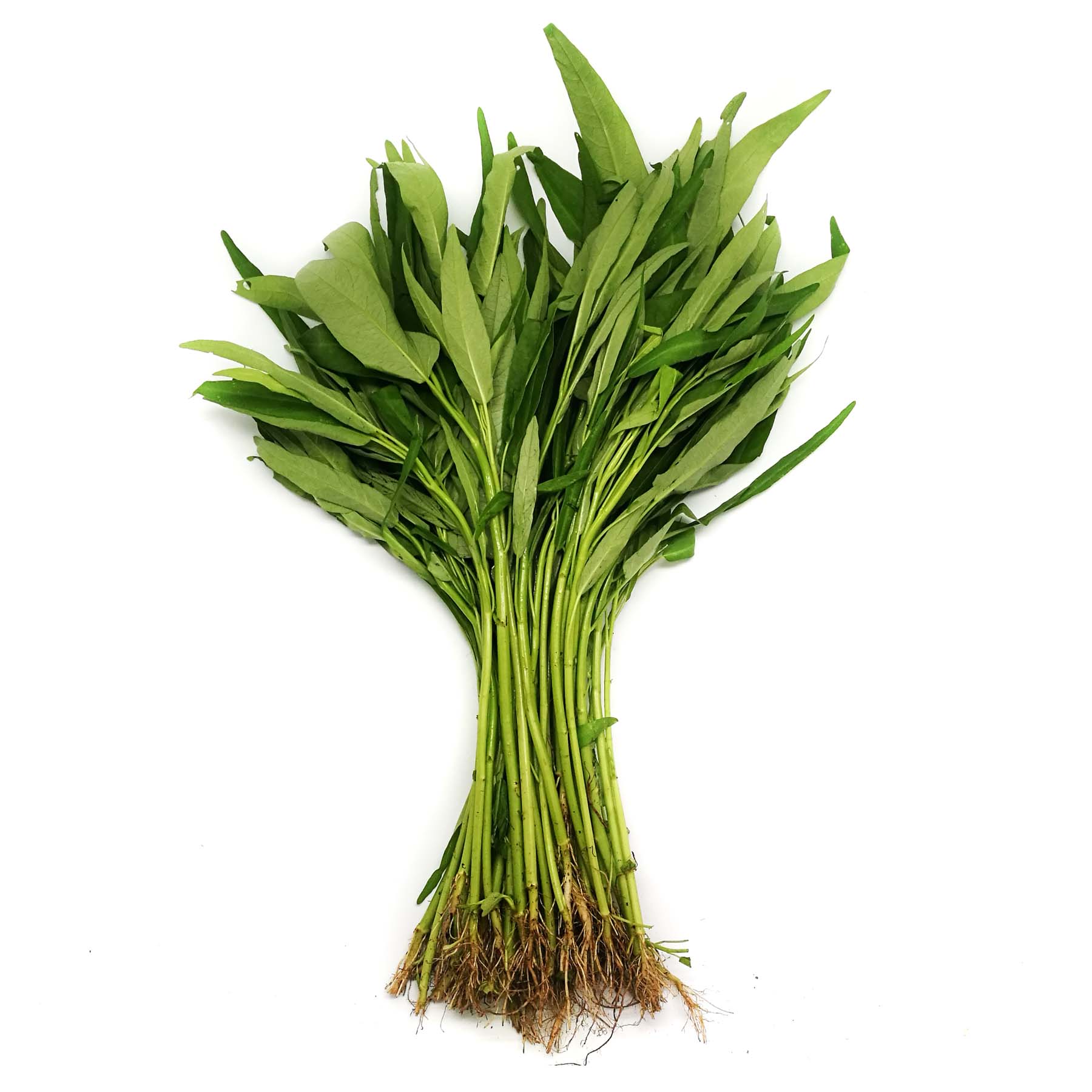 Kangkong（应菜）