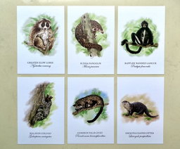 Mammals of Singapore Postcard Set (Set of 10)