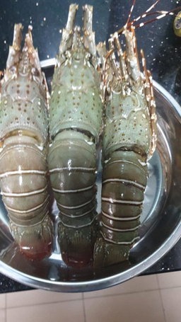 🦞Lobster🦞 *HOT!*