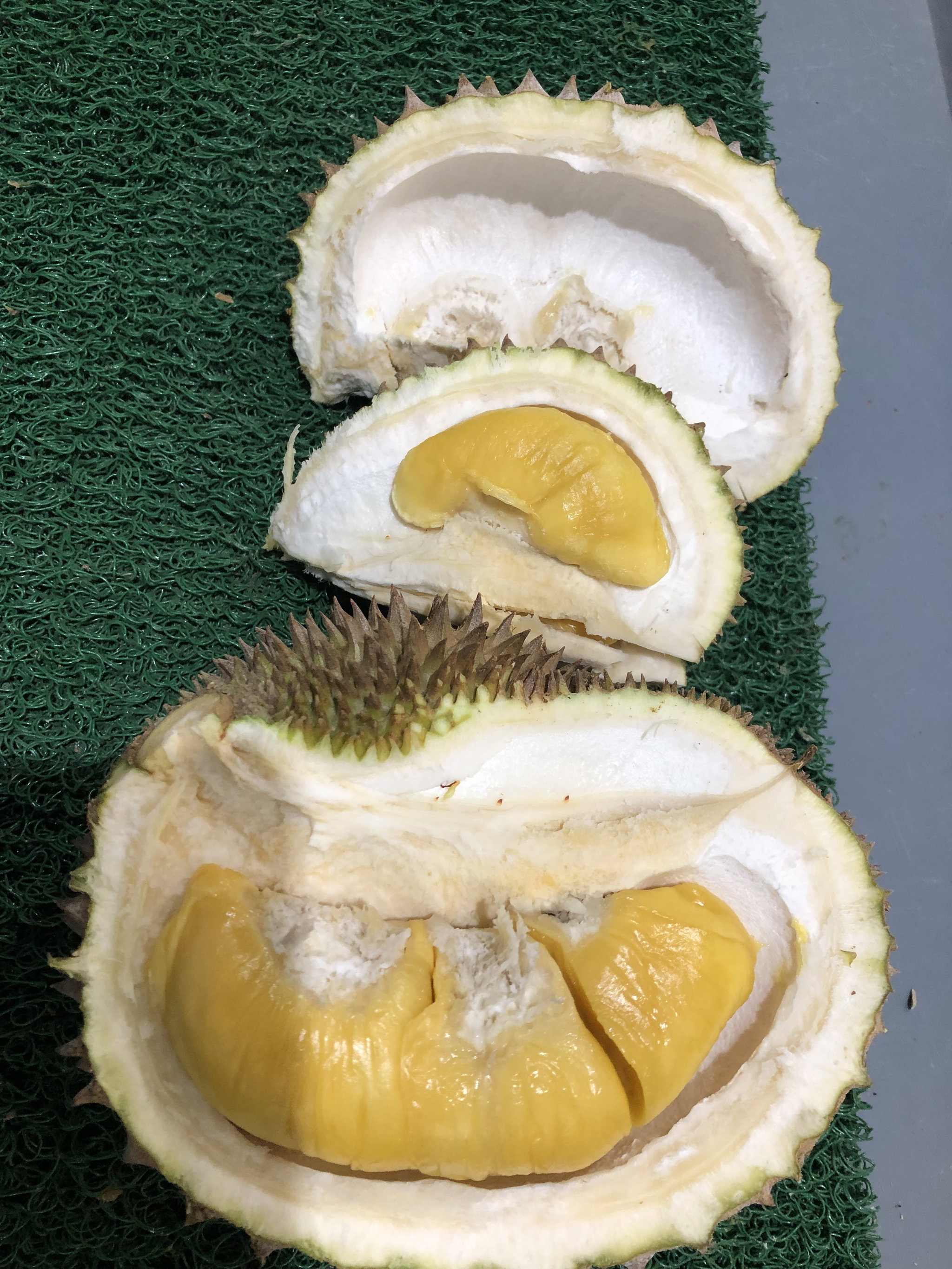 Authentic Od Tree Pahang Grade C MSW_1