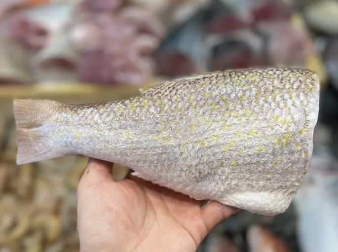 Ang Go Li Tail (~500G) 红哥里_0