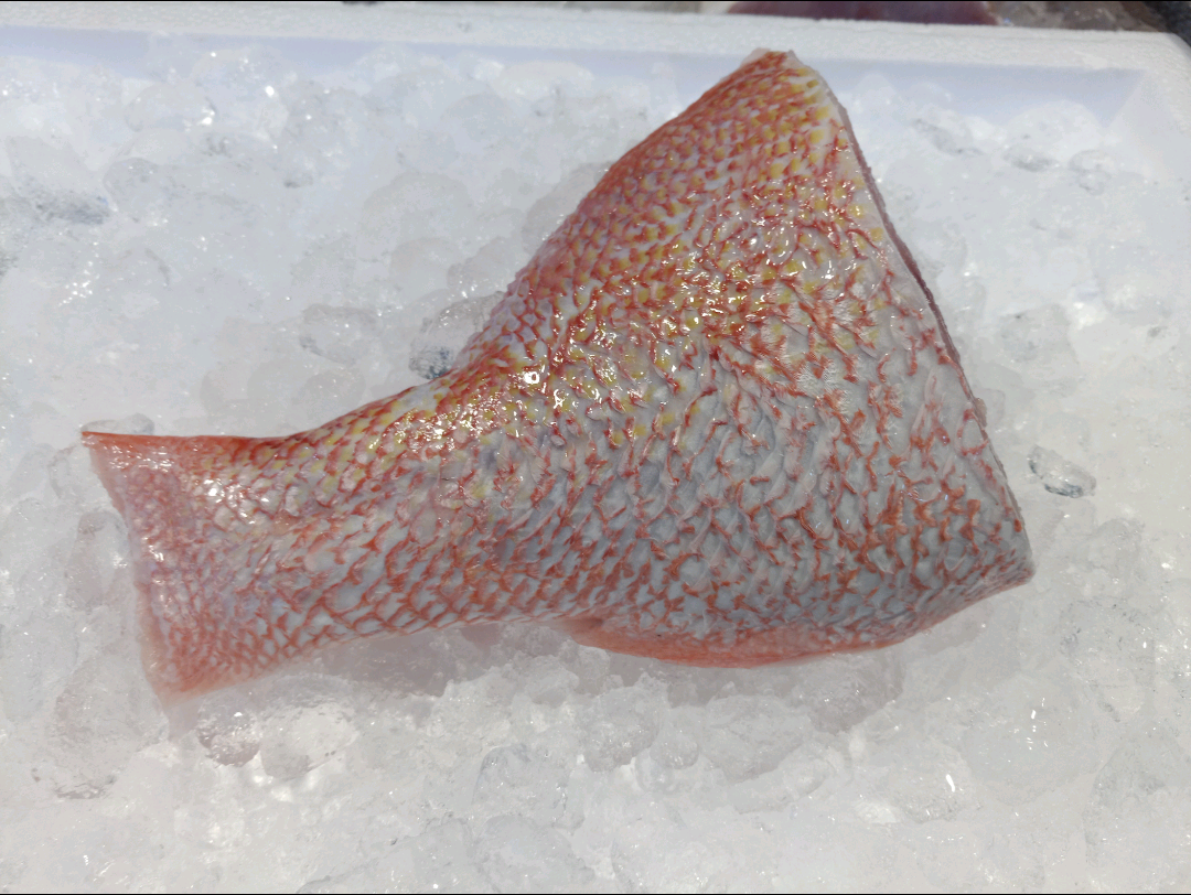 Red Snapper Tail (~500G) 红鸡_1