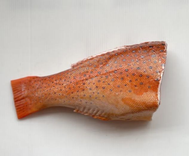  Red Grouper Tail (~500G) 红石斑_0