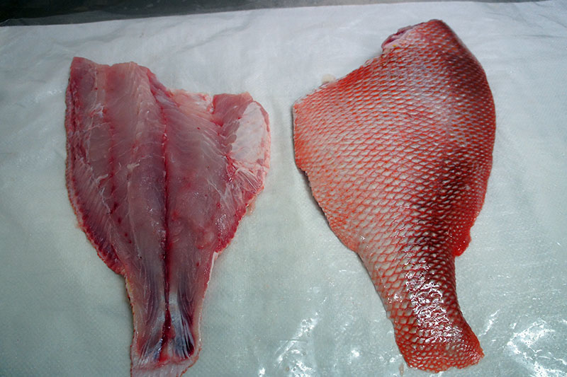 Emperor Red Snapper Tail (~500G) 红狮