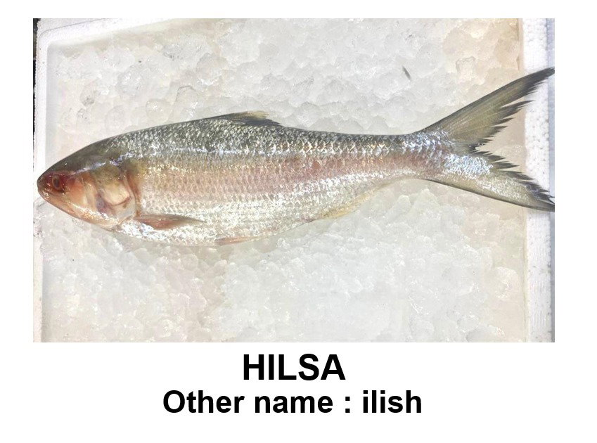 HILSA