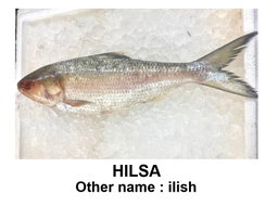 FISH
