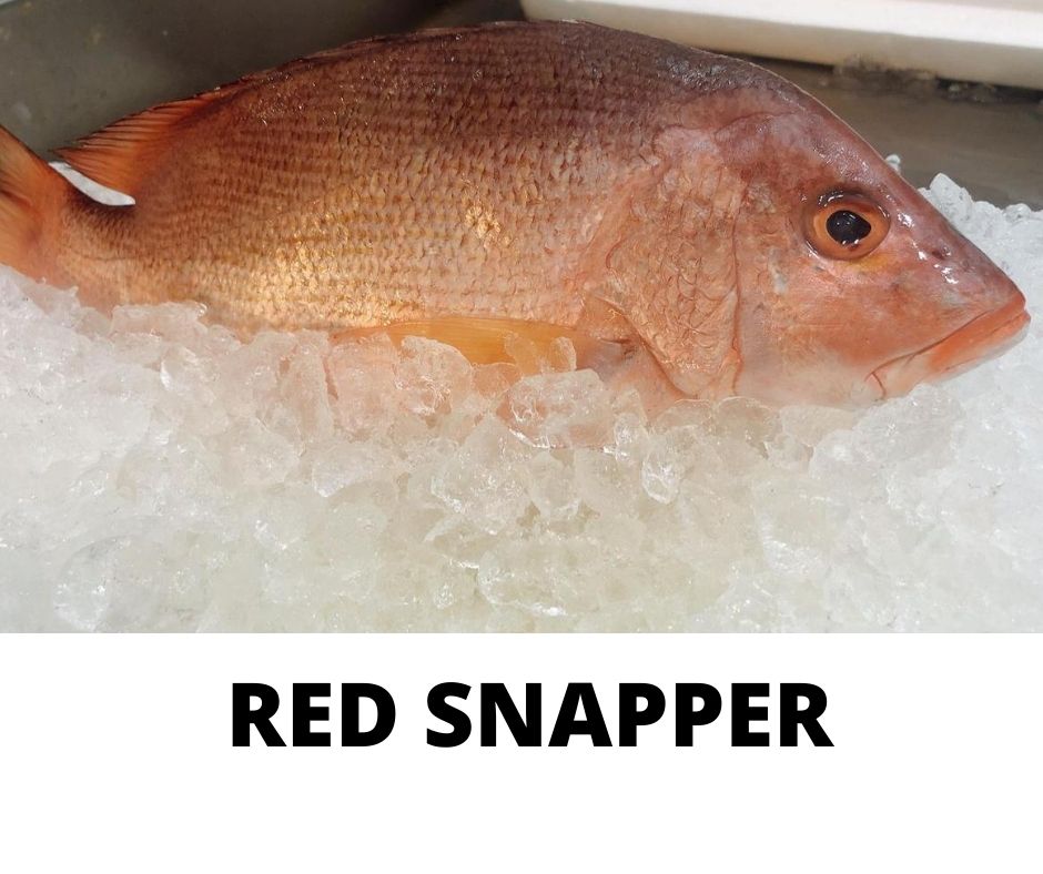 RED SNAPPER