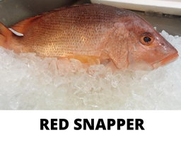 RED SNAPPER