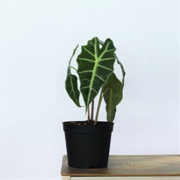 Alocasia