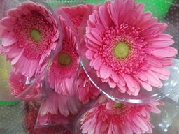 Gerbera daisy arrangements 