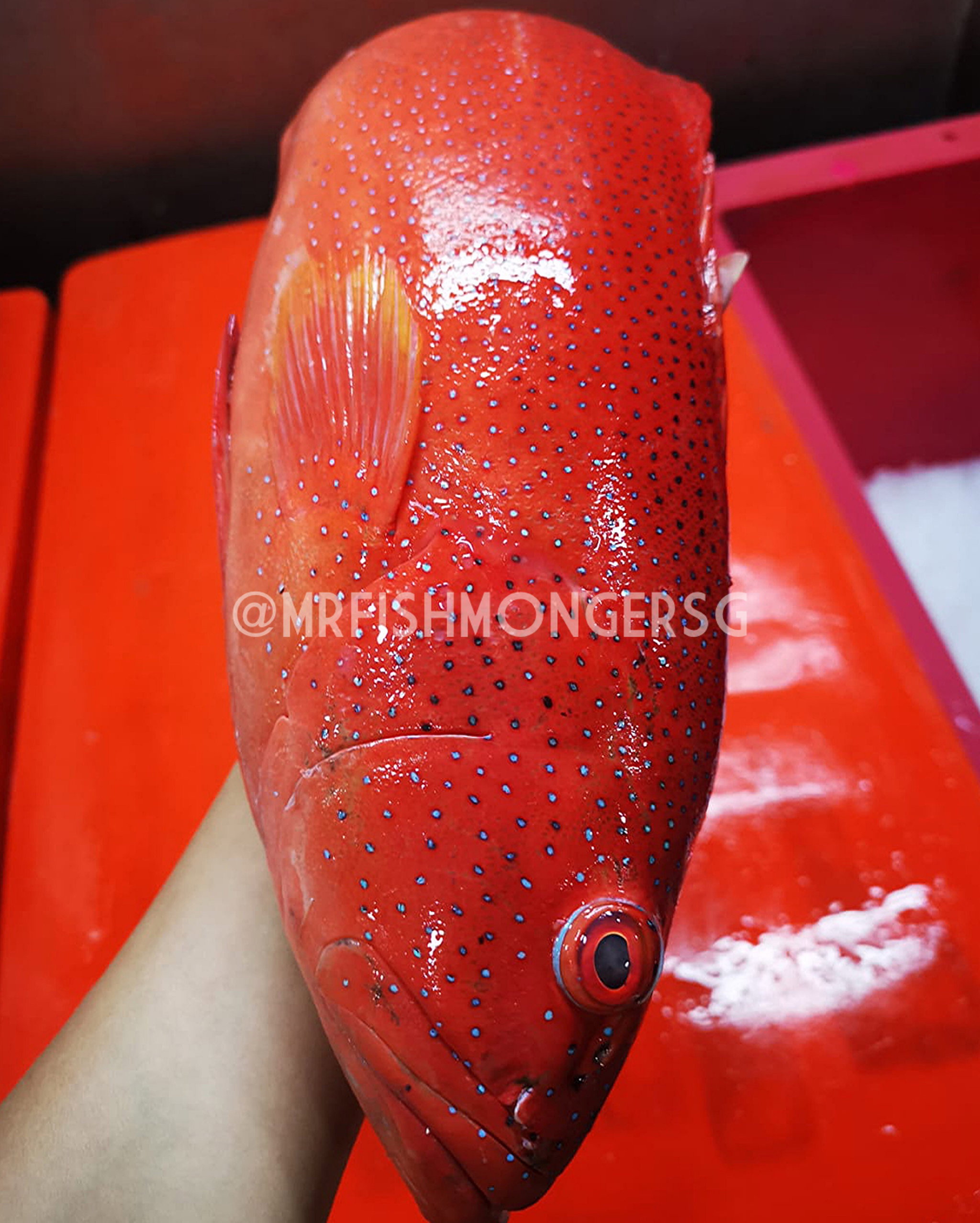 Wild Deep Sea Big Red Grouper/野生大红石斑)_0