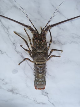Lobster (350g +/-)