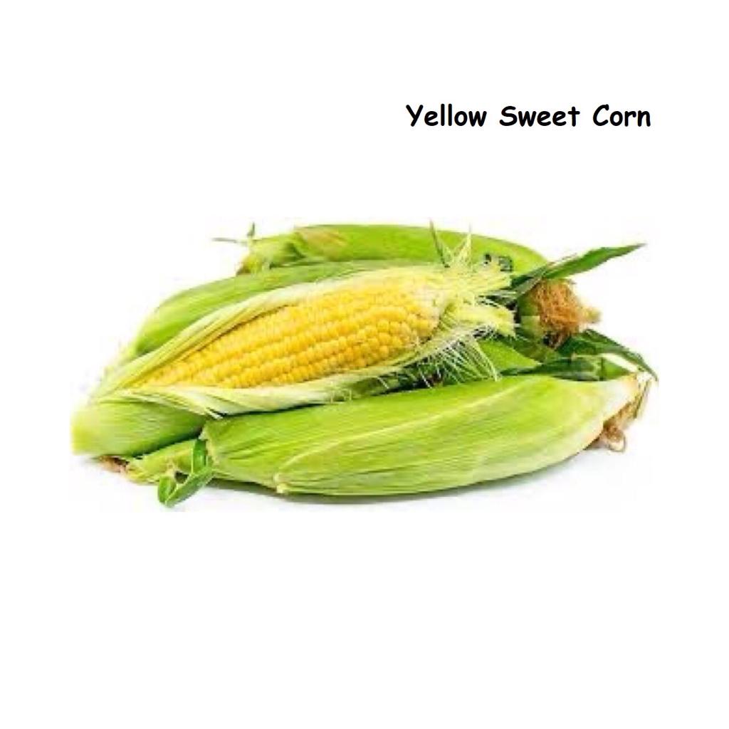 Yellow sweet corn 玉蜀黍