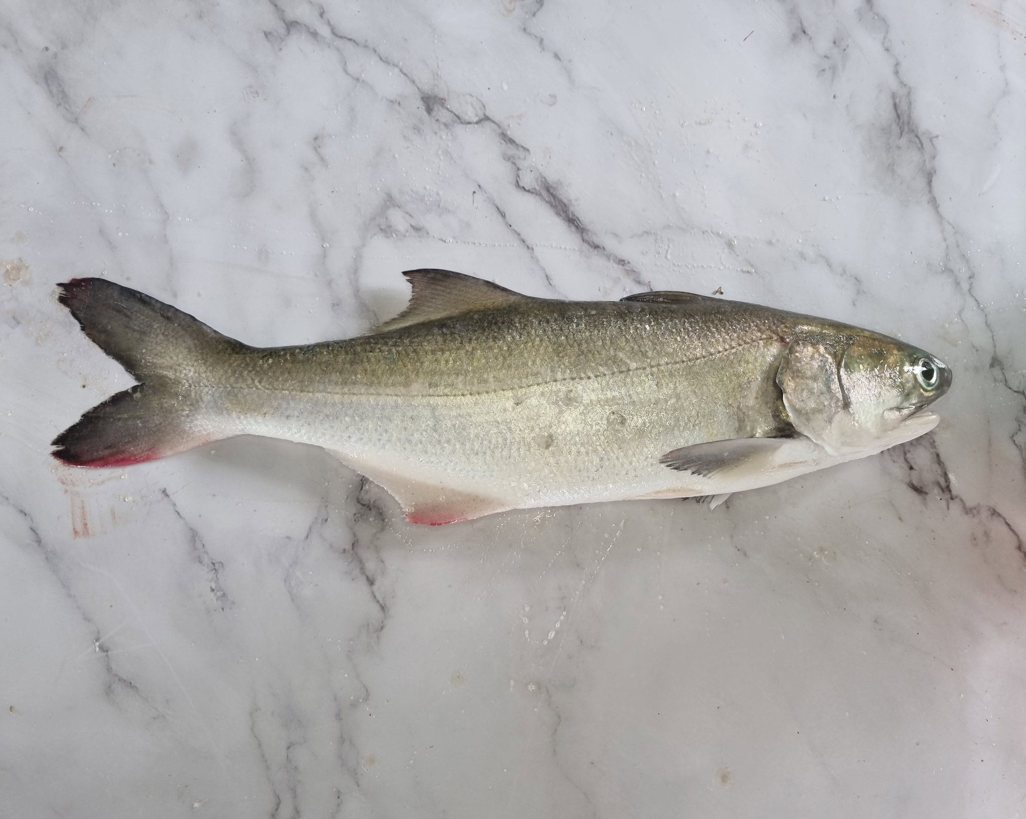 White Threadfin _0