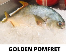 GOLDEN POMFRET