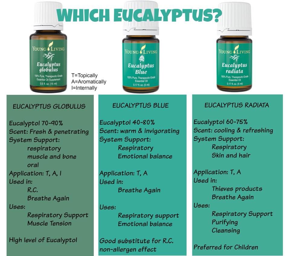 Eucalyptus Globulus 15ml_1