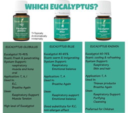 Eucalyptus Globulus 15ml