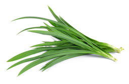 Pandan (香兰叶）