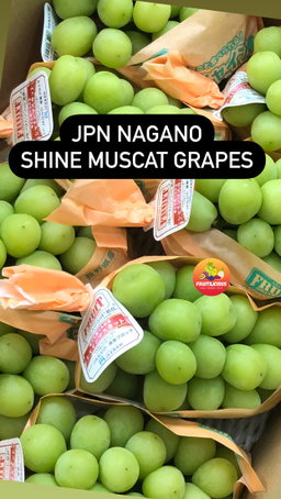 JAPAN NAGANO SHINE MUSCAT GREEN SL GRAPES