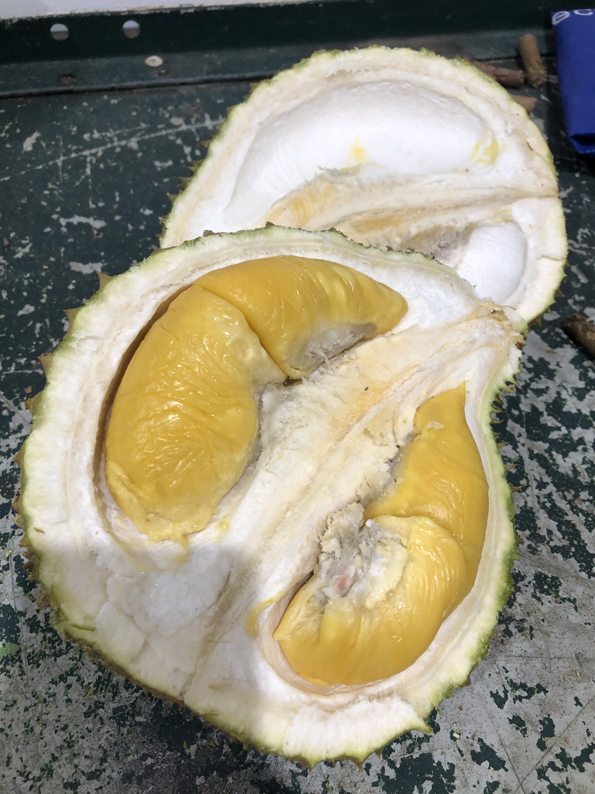 Authentic Od Tree Pahang Grade C MSW_0