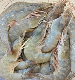 Grey Prawns 灰虾