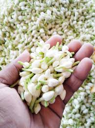 Loose Jasmine