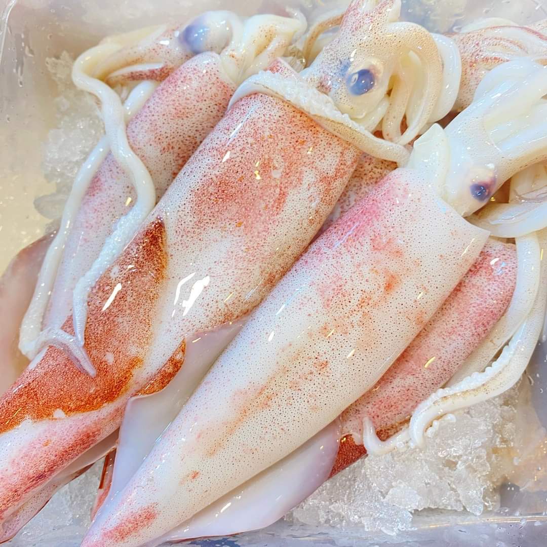 Squid (Sotong) _0