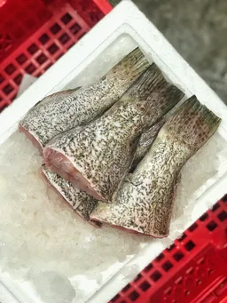 Black Grouper Tail (~500G) 黑石斑