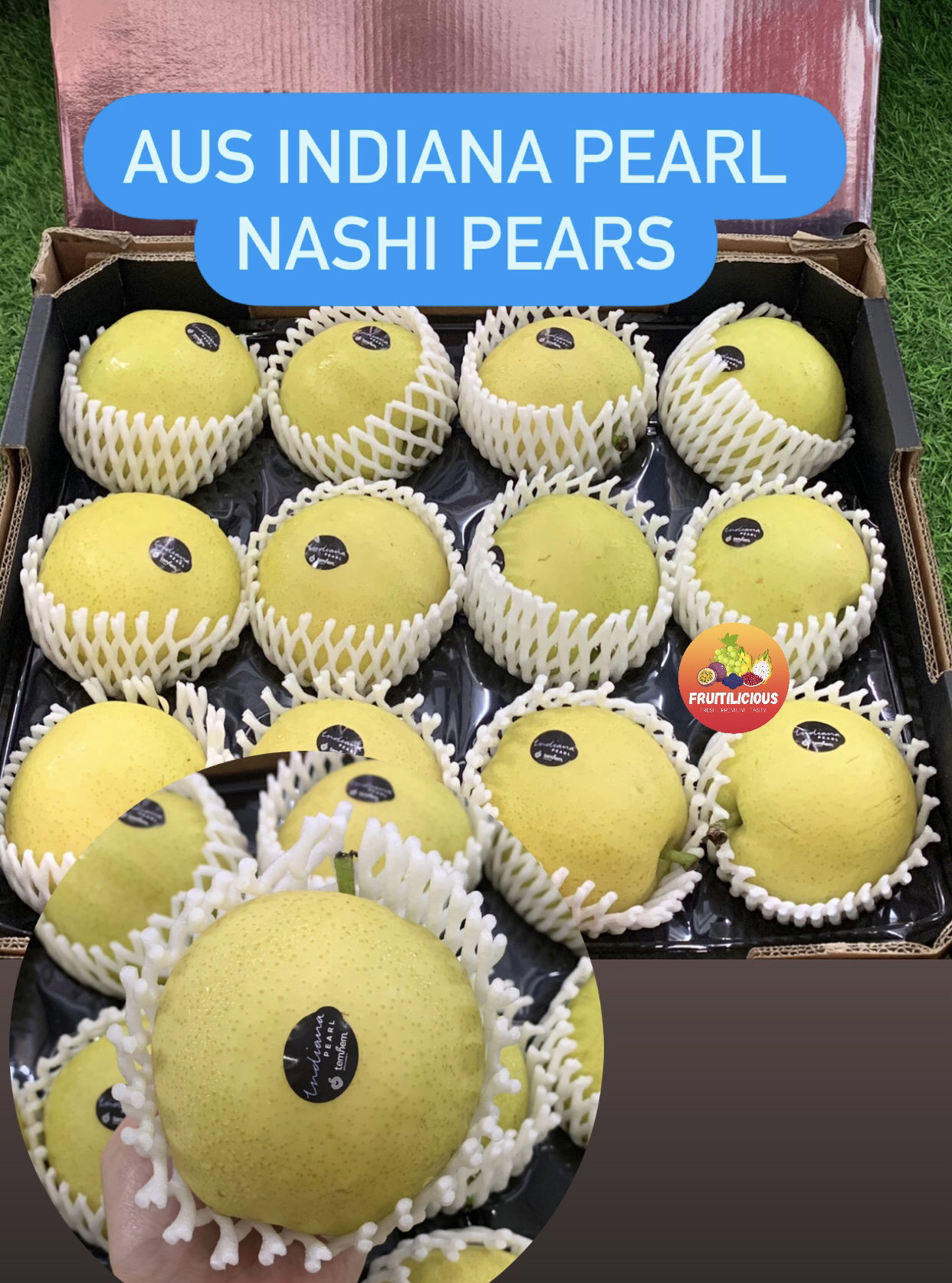 TEMHEM INDIANA PEARL NASHI PEARS XL_0
