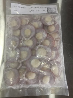 扇贝