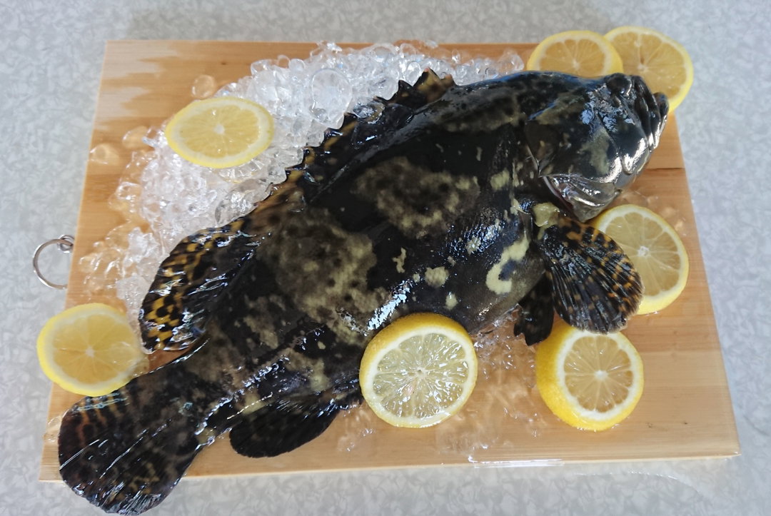 Black Spotted Grouper